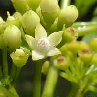 Urophyllum ceylanicum (Wight) Thwaites